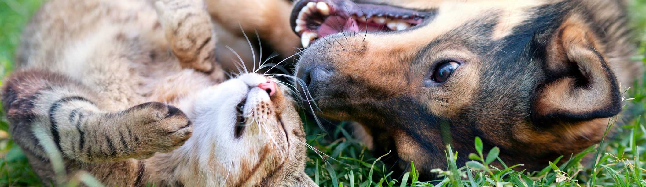 Summer Boarding Slide