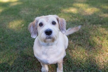 Sajo-for-pet-parents